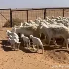 مراح غنم فاخر اكثرها خلفات