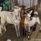 تبوس مخصاه