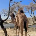 ناقه و بكره مفروده