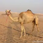 هجن متلي للبيع بنت ولد عز الجيش