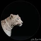 مطلوب بيت دورين بالارطاوية