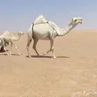 قعود وخلفه