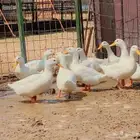 بط بكيني