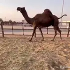 لقحه كفو مجاهيم