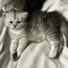 قطه للبيع