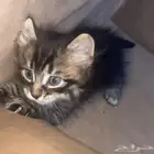 قطط للبيع