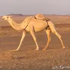لقحه وضحى كفو