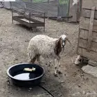 شاه نظيفه وسمينه