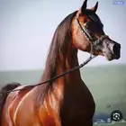 مطلوب سايس خيل