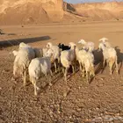 للبيع ضان حريات