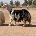 للبيع رخل ثنيه خصمم