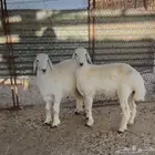 طليان طيبه مره