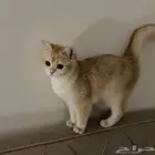 سكوتش ستريت للبيع