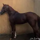 حصان عربي واهو