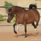 فرس واهو كولتي عالي جدا ( انتاجها محقق ميداليتين )