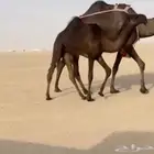 عشرا تحتها بكره فرديه طيبه