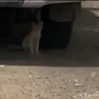 قطة بلدي