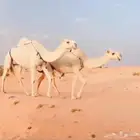 للبيع ضرايب