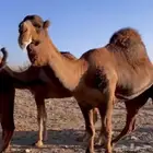 مطلوب مطلوب جمل احمر للبيع وبسعر مناسب