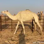 هجن سودانيه طيبه جاهز للظراب