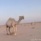 للبيع العشرا المنتج البيع بدون بنتها