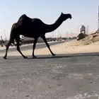 لقحه كفو مجهم