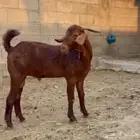 مشروع فحل مطور