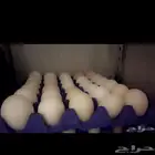 بيض بلدي للاكل