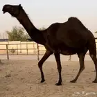 لقحه بكر ثنيه كفو