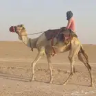 للبيع قليصه