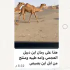 القعود كفو وللبيع