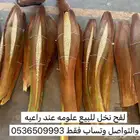 لقح في وادي الدواسر جديد عندي 300