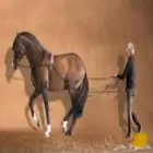 ترويض وعسف وتدريب ركوب في مكان الخيل
