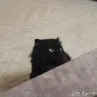 قط شيرازي للبيع
