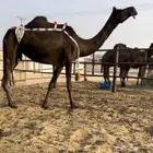 عشاير مجاهيم كفو