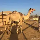 هجن