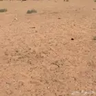 ارض زراعية للبيع غرب جانين