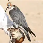 شيهانة ولا وكريه مطلوب
