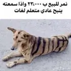 نمر للبيع