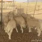 طليان مناسبات