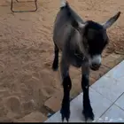 ماعز قزم