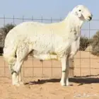 للبيع 30 راس حري صنف