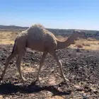 قعدان للبيع