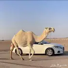 لقحه رمانيه