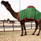 فحل مجهم نادر