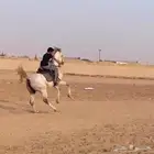 خيل