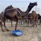 ضروبه مجهم كفو.