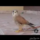 مطلوب باشق بالقريات