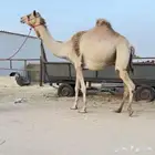 لقحه مهجنه اصيل