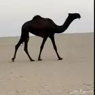بكره عجم